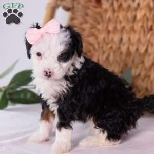 Kim, Mini Bernedoodle Puppy
